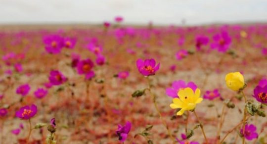 Desierto Florido